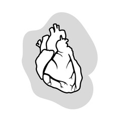 Human heart. Healthy. Medical outlined anatomy illustration.