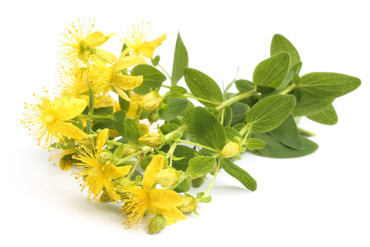 Hypericum