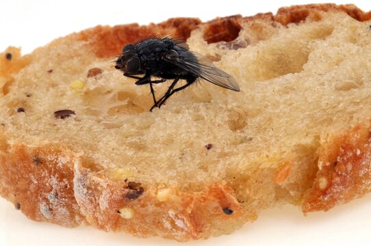 Mouche en gros plan sur une tartine de pain