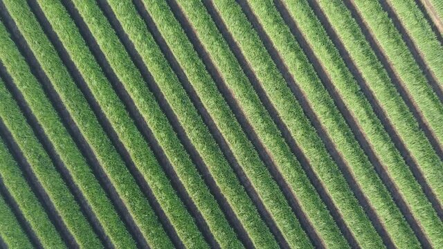 top view of the onion field that forms the pattern