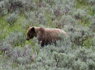 Grizzly bear, Yellowstone National Park, Wyoming, USA