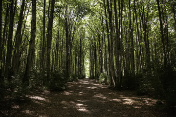 Fototapeta premium Starożytny las bukowy