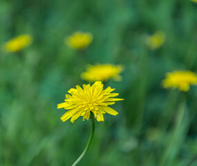 Hawkweed