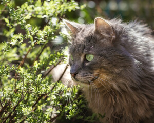Naklejka na ściany i meble Grey longhaired cat hiding behind a bush