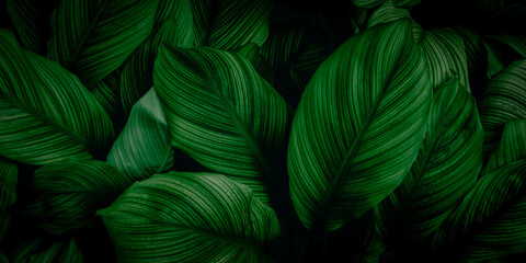 leaves of Spathiphyllum cannifolium, abstract green texture, nature background, tropical leaf