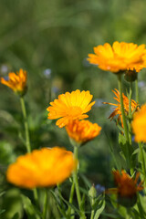 Beautiful garden Flora . Orange and Yellow. 
Summer background with beautiful yellow flowers. summer, floral, botanical concept
