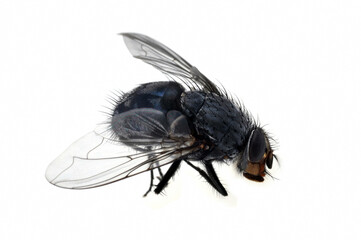 Mouche en gros plan sur fond blanc