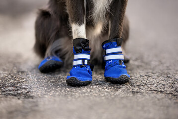 blue dog boots close up on a dog outdoors
