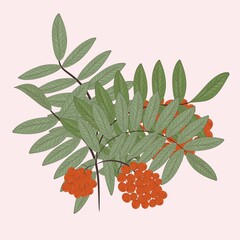 rowan with foliage on beige background vector illustration