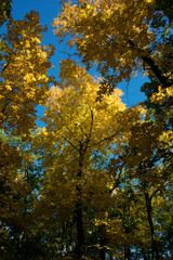 yellow autumn trees