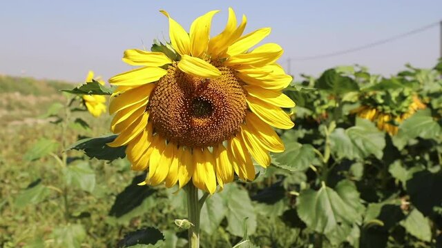 Helianthus annuus, the common sunflower (a large annual forb of the genus Helianthus grown as a crop for its edible oil and edible fruits) during a windy day