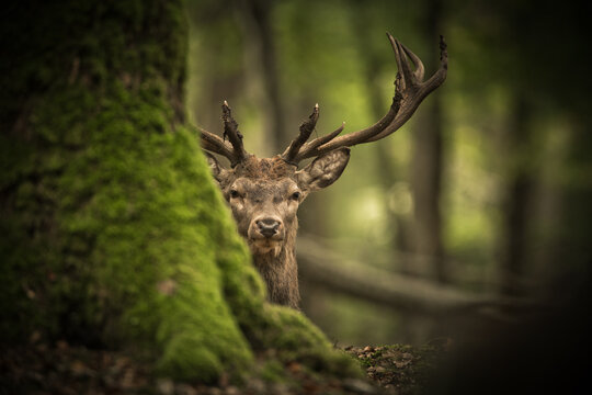 Une t&ecirc;te de cerf pendant le brame derri&egrave;re un tronc d'arbre