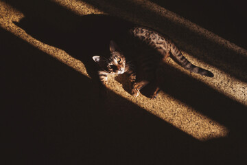 Portrait of a adorable Bengal cat sitting on a floor. CUTE CAT LOOKING UP FROM SHADOWS. Strong light and shadows of her body. Domestic animal. Cute kitty. cat in home interior pet.
