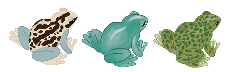 three frogs isolated on white illusions 