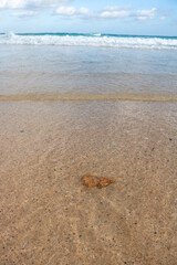 Coral reef on the beach