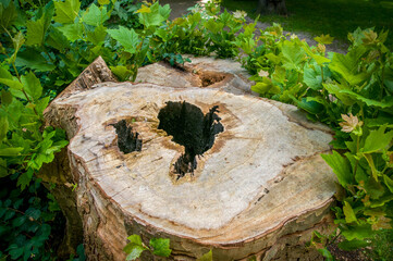 Young green twigs on the old tree stump. New life concept. 