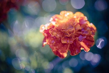 growing marigold flowers close-up