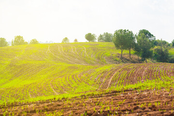 Fototapeta na wymiar agricultural field with green wheat
