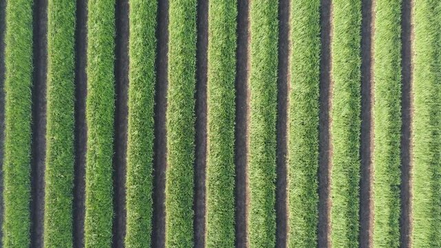 top view of the onion field that forms the pattern