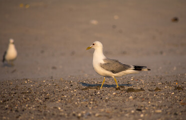 Seagull on the beach, walking down into the sunset