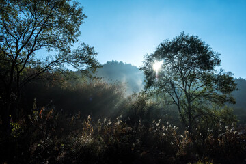 The Fantastic and Mysterious tyndall effect sunlight come down at autumn forest.