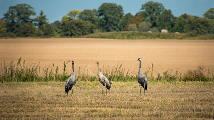 Obraz na płótnie Canvas Family of cranes standing in a field in late summer Sweden