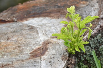 .the beautiful green plant natural growing on old cut tree.
