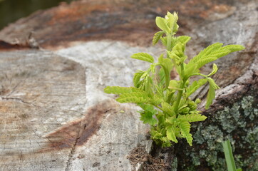 the beautiful green plant natural growing on old cut tree.