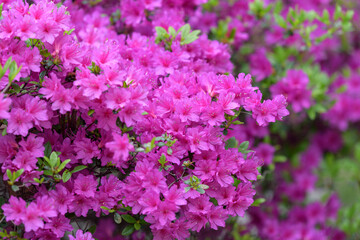 Pink azalea flower, in full bloom, Rhododendron