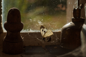 Close-up Of Dead Butterfly In Spider Web, vintage old window with sunlight
