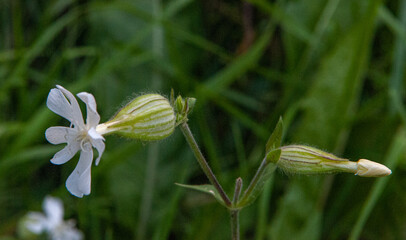 Plants in the field