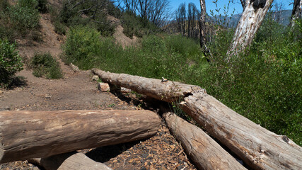 Fototapeta premium Los Padres National Forest. Logs fallen along the dirt trail through the National Forest, which features rough terrain, large boulders and rocks and lush foliage. 