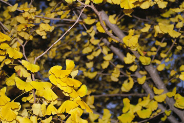 イチョウ　素材