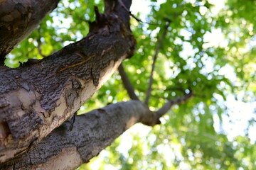 tree in the park