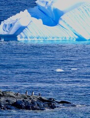 Penguins on rock with beautiful blue iceberg in antarctic landscape, Antarctica