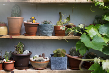 Various colorful succulent plants in pots 