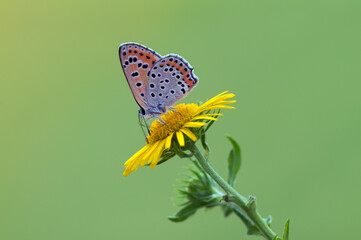 а little butterfly Lycaena thersamon on a field flower on a summer day in a forest glade