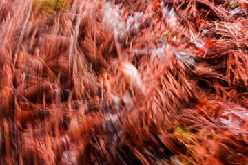 Abstract beautiful motion blured forest trees in spring time.