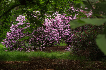 Pink Azalea at botanical garden Pruhonice, beautiful landscaped garden, with pink bush of azalea and trees.