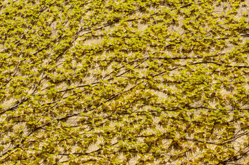 Climbing fig, Ivy.Climbing tree on wall.Isolated on yellow