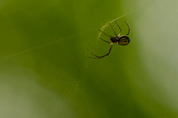 クモとクモの巣