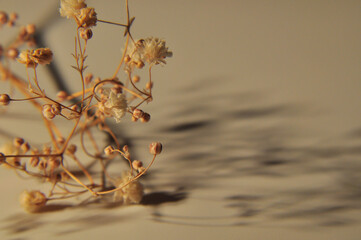 硝子とカスミソウ