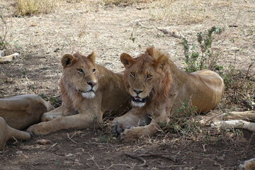 TANZANIA - SERENGETI - YOUNG LIONS WITH BLOOD.