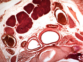 Microphotography of cross section of pharynx and larynx of mouse.