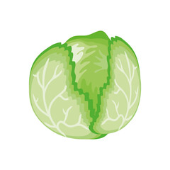 cabbage fresh on white background