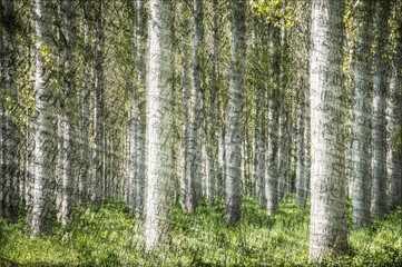 Fototapeta premium des arbres et des mots