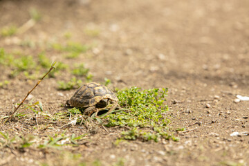 Small turtle in garden