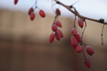 barberry branches with pink berries in the garden.