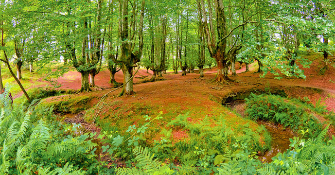 Otzarreta Beech Forest, Gorbeia Natural Park, Bizkaia, Basque Country, Spain, Europe
