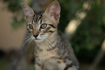 Silver Tabby Kitten Portrait gazing into the distance